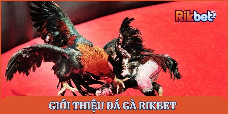 Giới thiệu đá gà Rikbet – Nền tảng cá cược đá gà uy tín hiện nay
