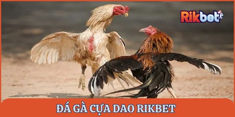 da-ga-cua-dao-rikbet