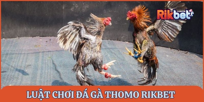Luật chơi đá gà Thomo Rikbet